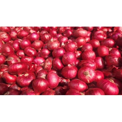 A Grade Red Onion