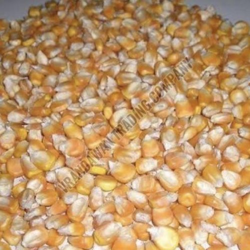 Yellow Maize Seeds