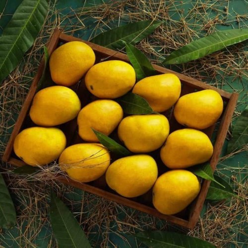 Fresh Yellow Alphonso Mango