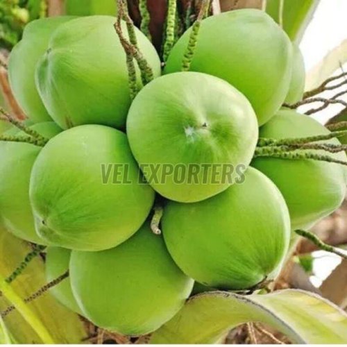 A Grade Tender Coconut
