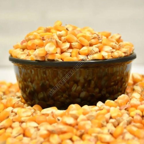 Maize Seeds