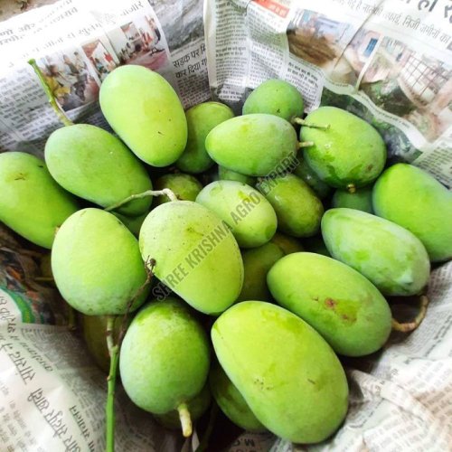 Organic Zardalu Mango
