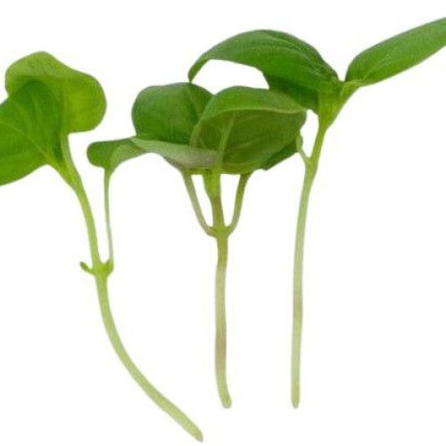 Basil Microgreen