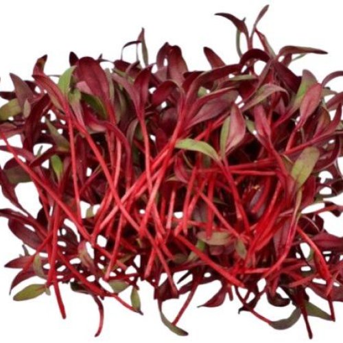 Beetroot Bull\'s Blood Microgreen