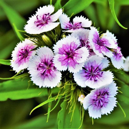 Fresh Dianthus Flower