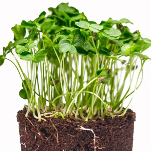 Gongura Microgreen