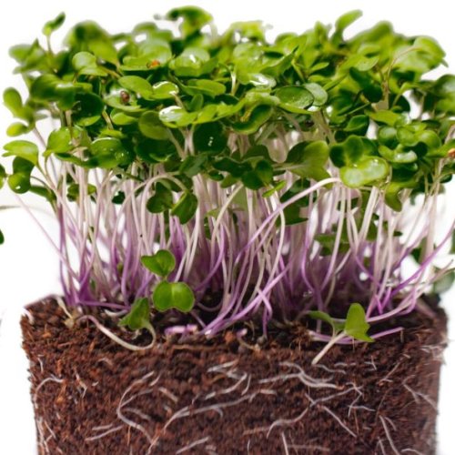 Kohl Rabi Microgreen