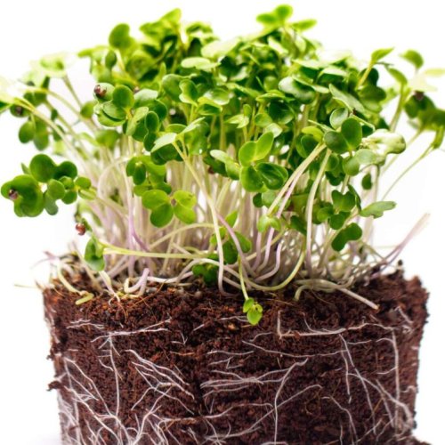 Mustard Microgreen