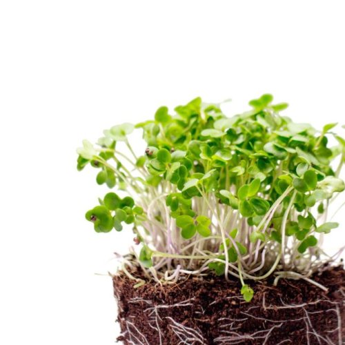 Pea Shoot Microgreen
