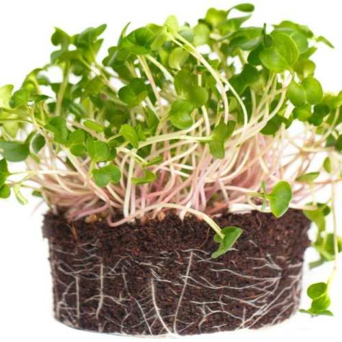 Purple Radish Microgreen