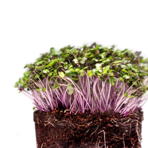 Red Cabbage Microgreen