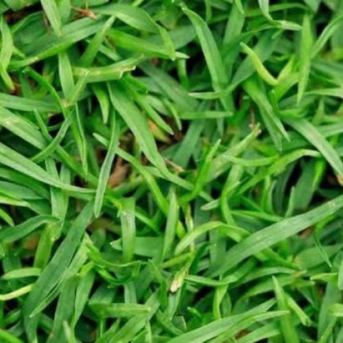 Green Bermuda Lawn Grass