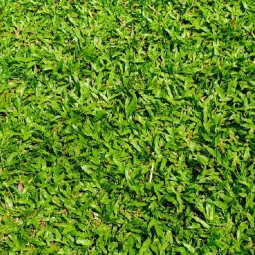 Green Natural Blade Grass Carpet