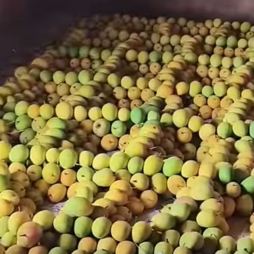 A Grade Alphonso Mango