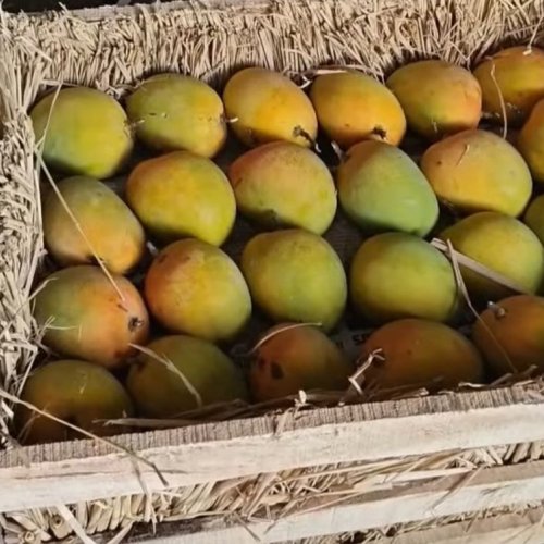 Fresh Alphonso Mango
