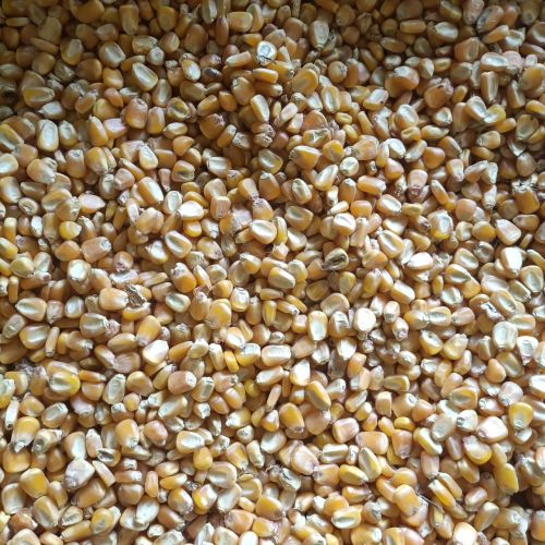 Grade 3 Yellow Maize Seeds