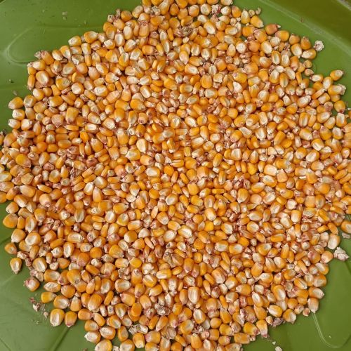 Human Feed Yellow Maize Seeds