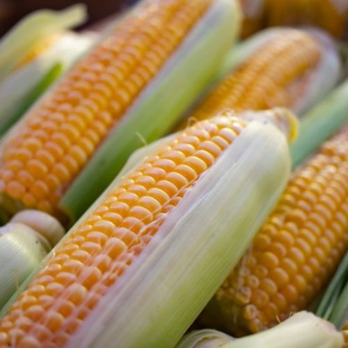 Yellow Sweet Corn Cob
