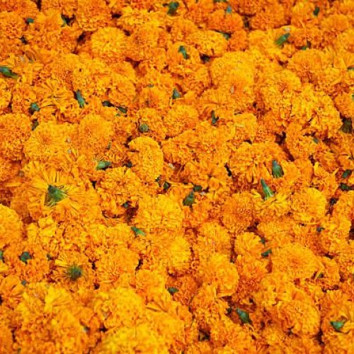 Fresh Marigold Flower