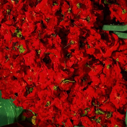 Fresh Red Rose Flower