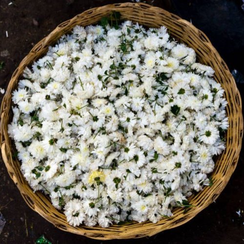 Fresh Chrysanthemum Flower