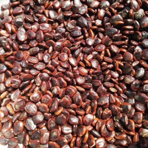 Organic Tamarind Seeds