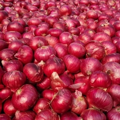Fresh Red Onion