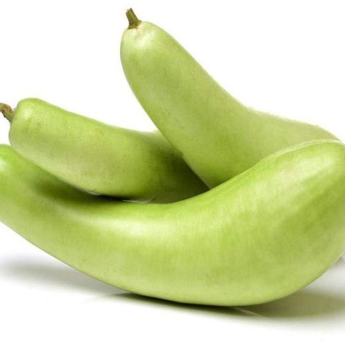 Fresh Bottle Gourd