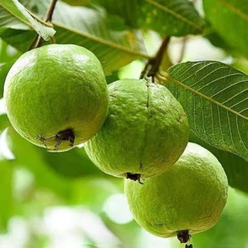 Fresh Green Guava