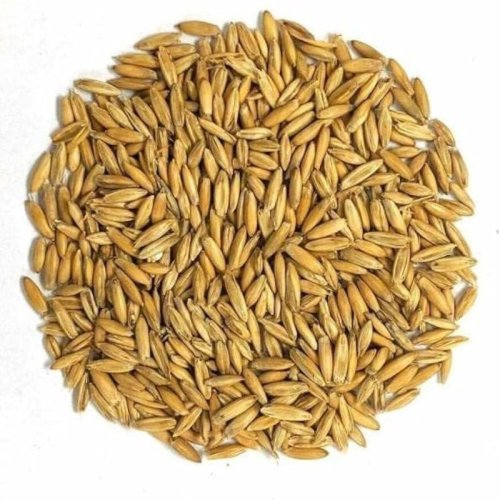 Oat Seeds