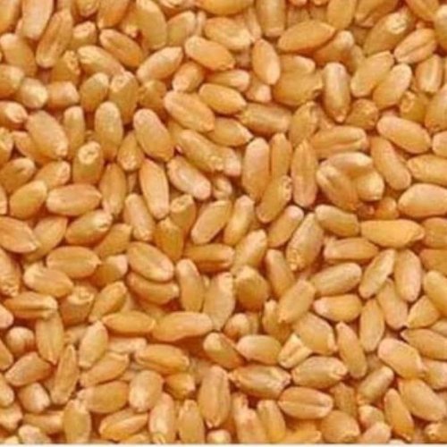 Sharbati Wheat