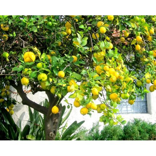 Baramasi Lemon Plants