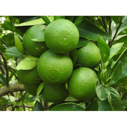 Bari Mosambi Plants