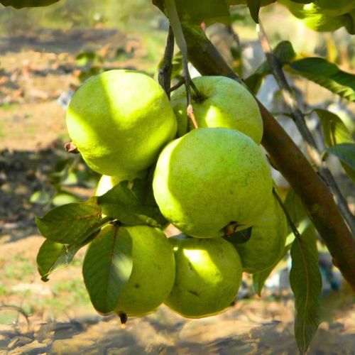 Vnr Guava Plants