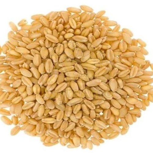 A Grade Wheat Grain