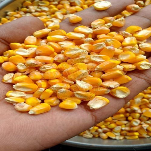 A Grade Yellow Maize