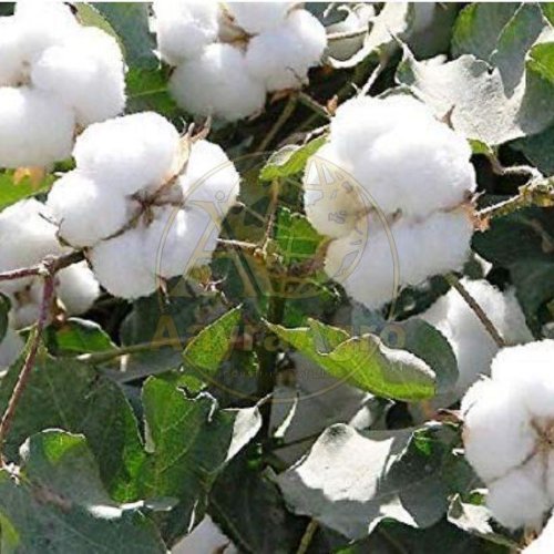 Pure White Raw Cotton