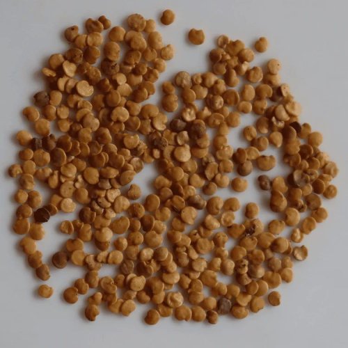 Hybrid Brinjal Seeds