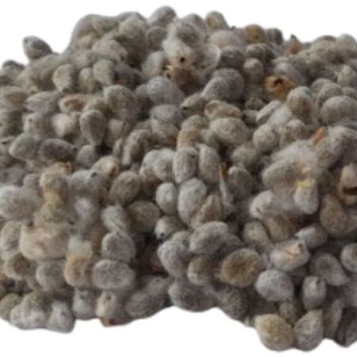 Hybrid Cotton Seeds