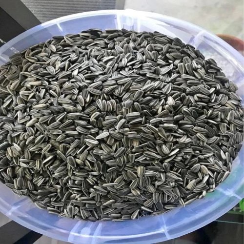 Hybrid Sunflower Seeds