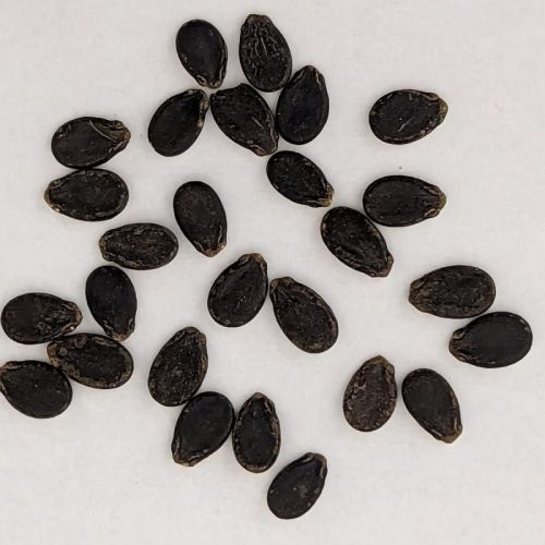 Hybrid Watermelon Seeds