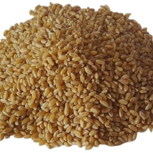 Hybrid Wheat Seeds