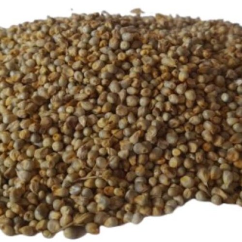 Pearl Millet