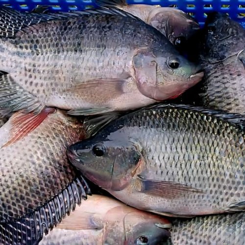 Black Tilapia Fish