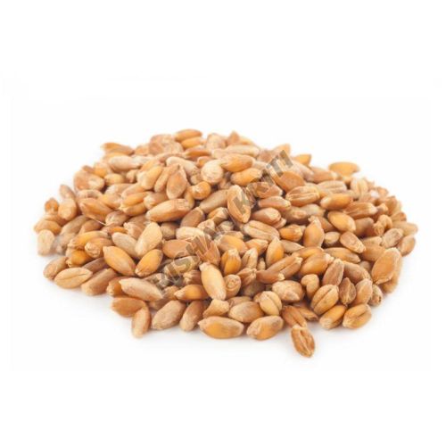 Organic Wheat Grains