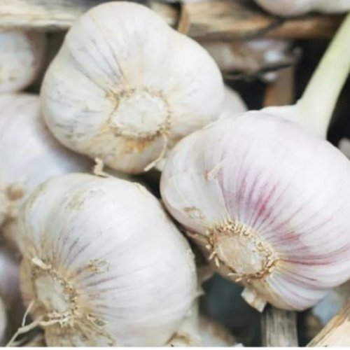 Garlic