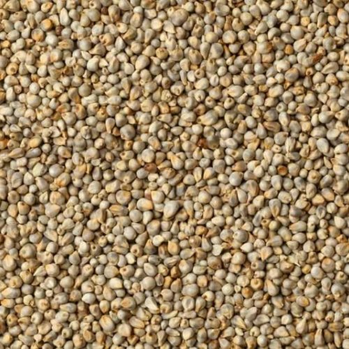 Bajra Seeds