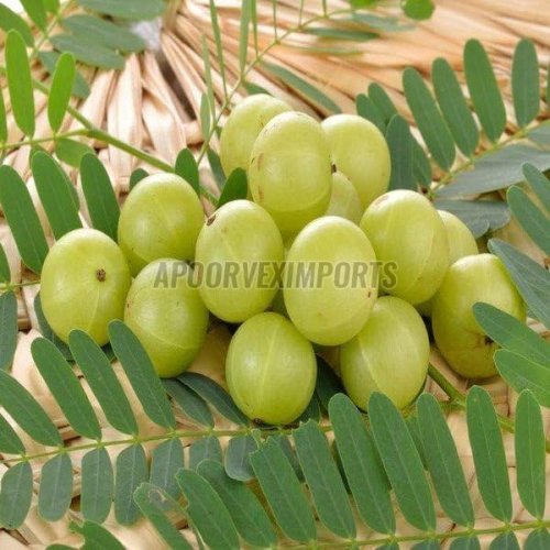 Fresh Natural Amla