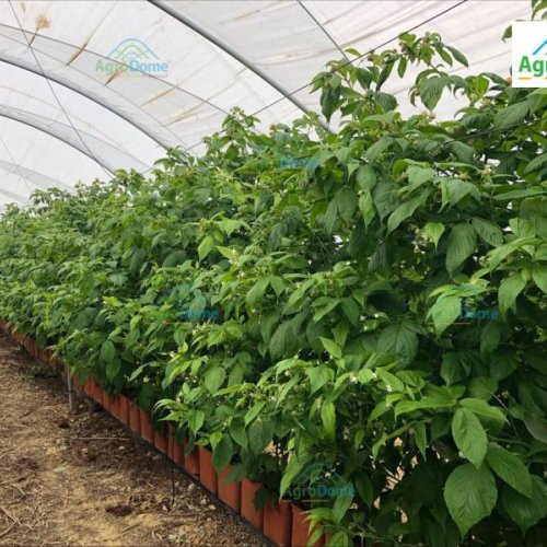 Single Span Poly Tunnel Structure