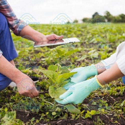 Agricultural Project Consultancy Services